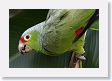 LaPaz - 026 * Red-lored Parrot * Red-lored Parrot